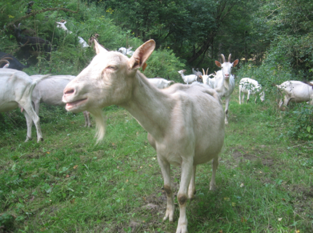 WWOOF Belgium