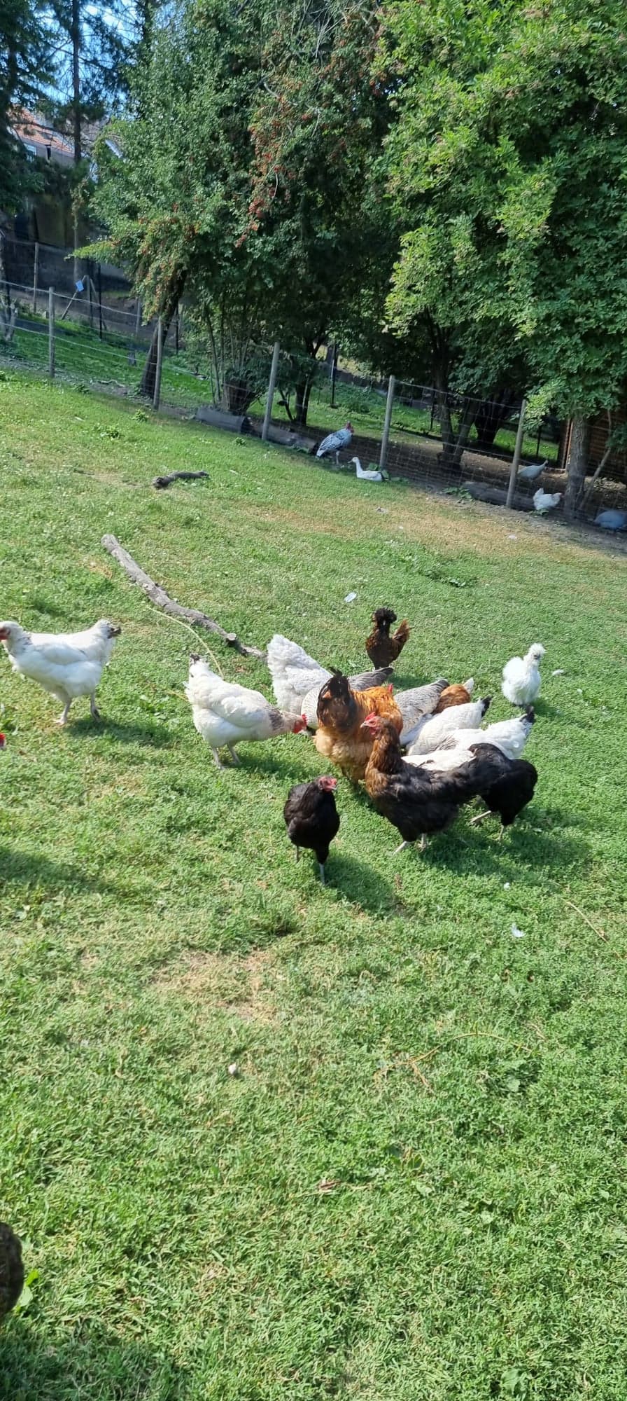 ASBL La Ferme des enfants - Centre nature de Liège
