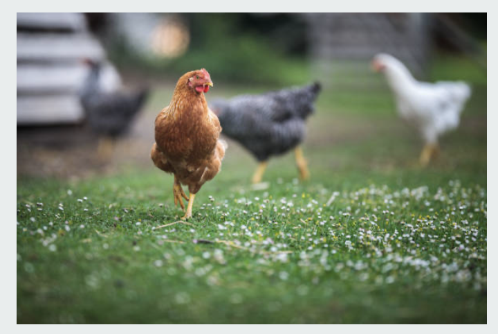 ASBL Petite ferme de Roloux