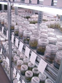 Centre de Développement de l'In Vitro