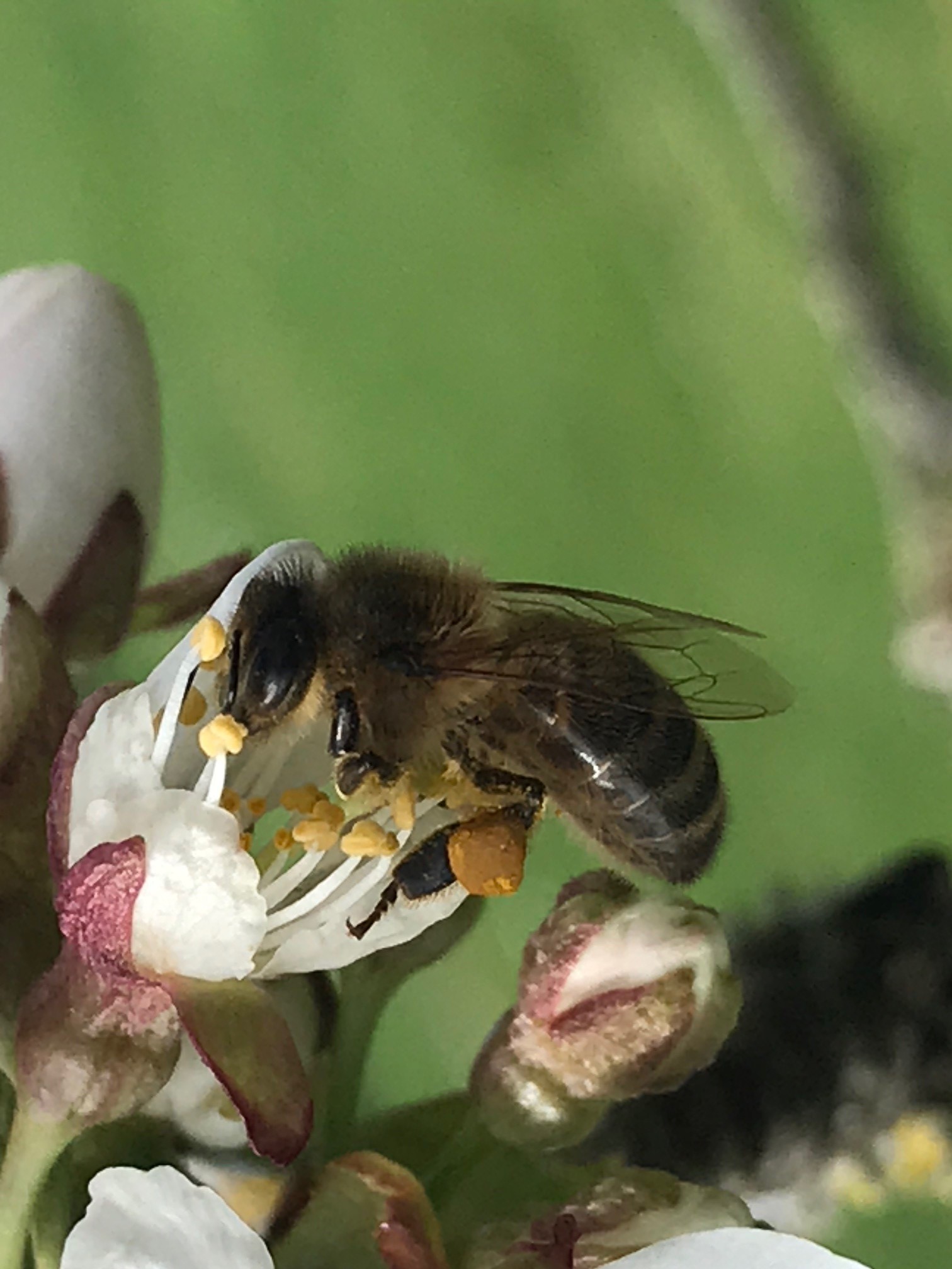 Groupe d'Action locale Pays de l'Ourthe