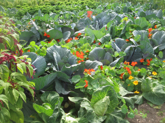 WWOOF Belgium