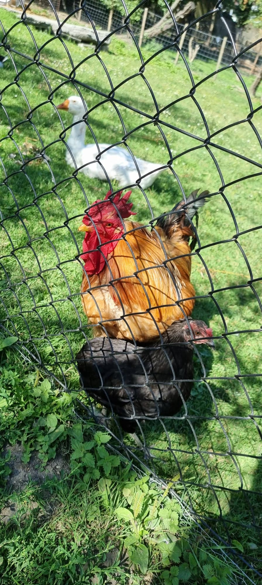 ASBL La Ferme des enfants - Centre nature de Liège
